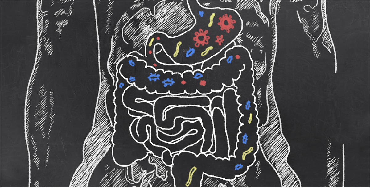 Illustration showing Probiotic bacteria in the GI tract Illustration showing Probiotic bacteria in the GI tract